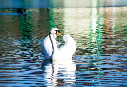 swan bird water