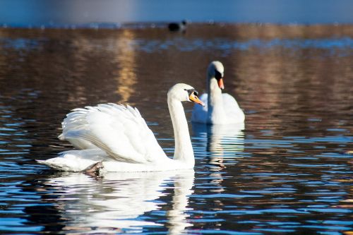 swan bird water