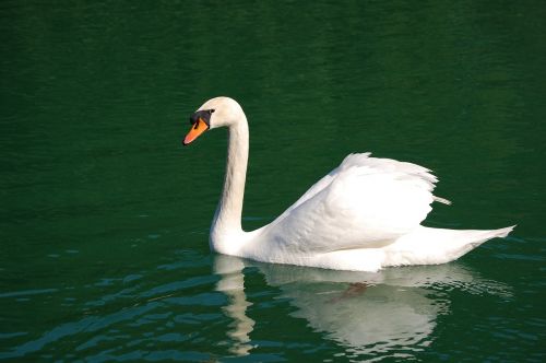 swan mute swimming