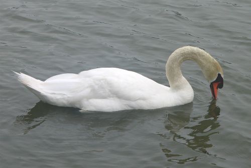 swan mute swimming