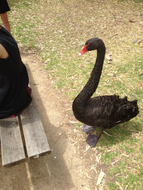 swan black elegance
