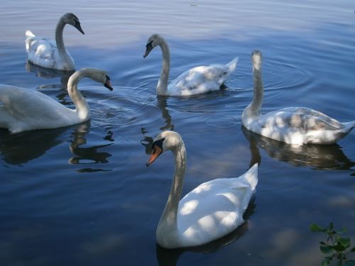 swan swans birds