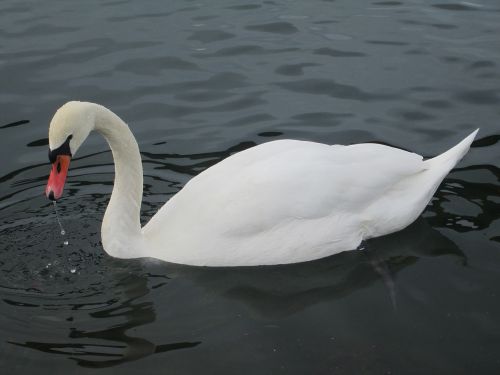 swan water bird