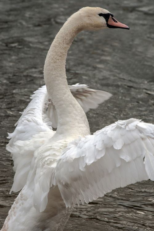 swan animals wing