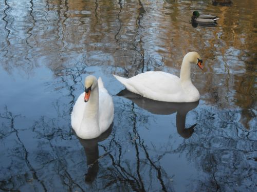 swan swans water bird