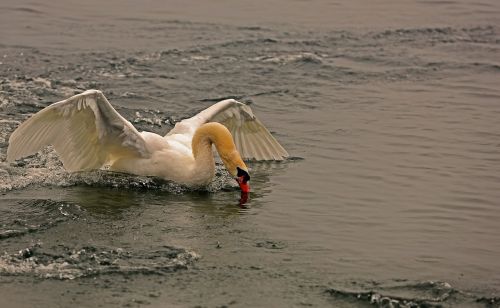 swan landing water
