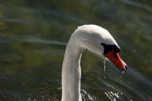 swan water snout