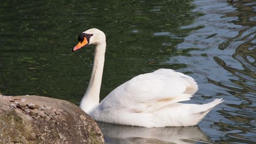 swan mute swan beauty