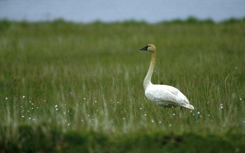 swan tundra bird