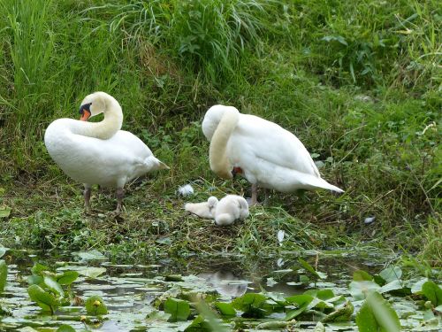 swan animal waterfowl