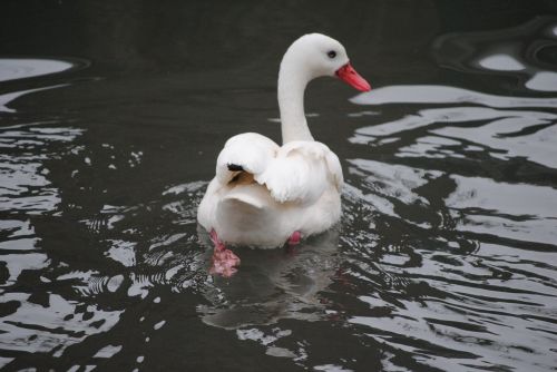 swan white romance