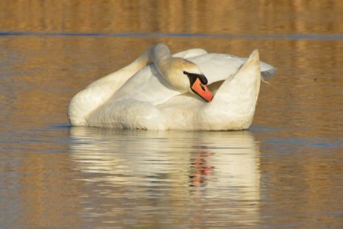 swan animal waterfowl