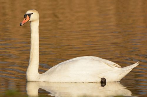 swan animal waterfowl