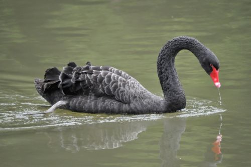 swan black swan waterfowl