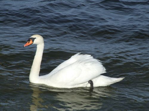swan swimming water
