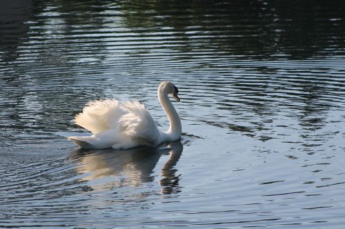 swan lake white