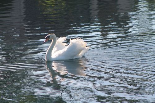 swan lake white