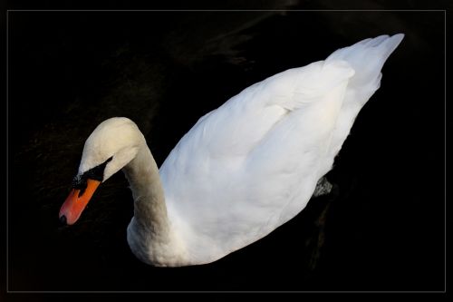 swan animal bird