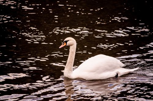 swan lake river