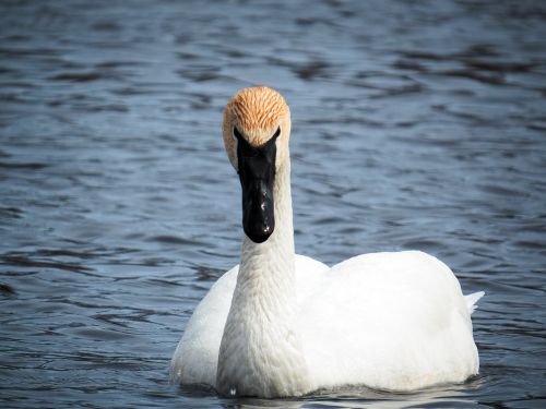 swan bird white