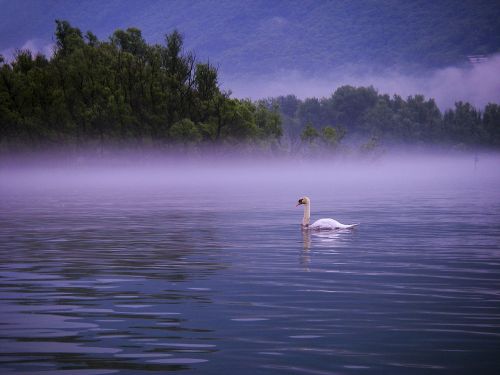 swan lake lago maggiore