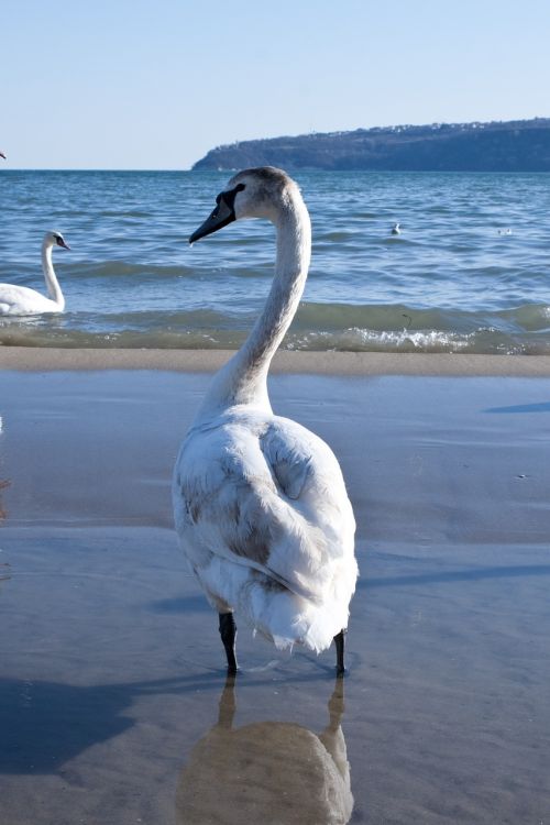 swan winter water