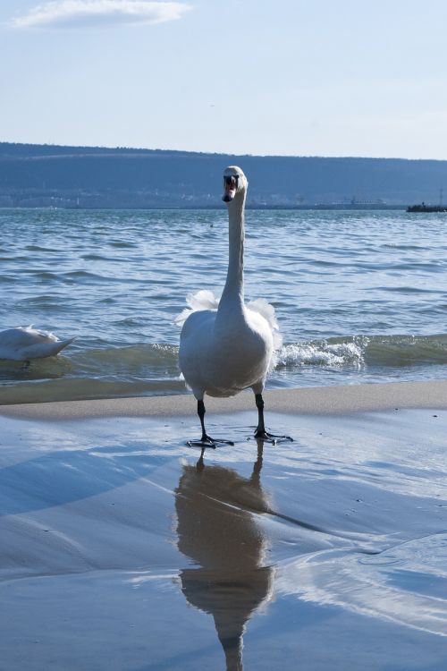 swan sea winter