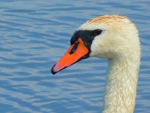 swan water bird head