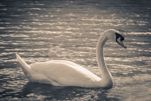 swan lake balaton nature