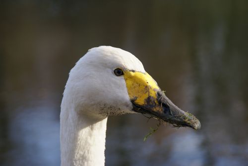 swan nature lelystad