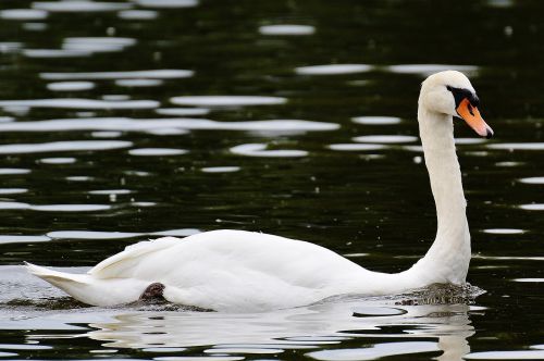 swan bird feather