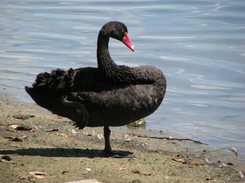 swan black bird