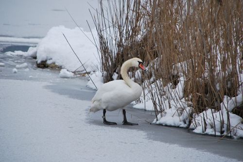 swan lake winter