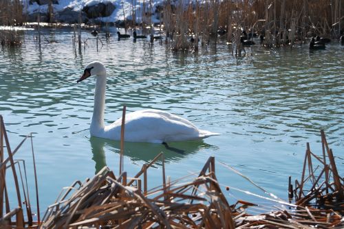 swan lake winter