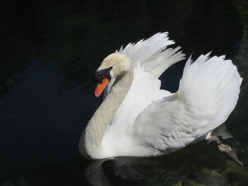 swan water basin