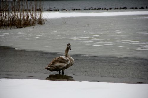 swan lake water