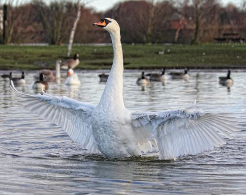 swan bird nature