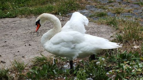 swan lake grass