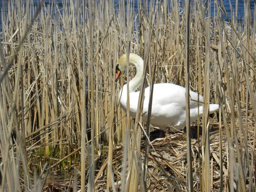 swan pond bird
