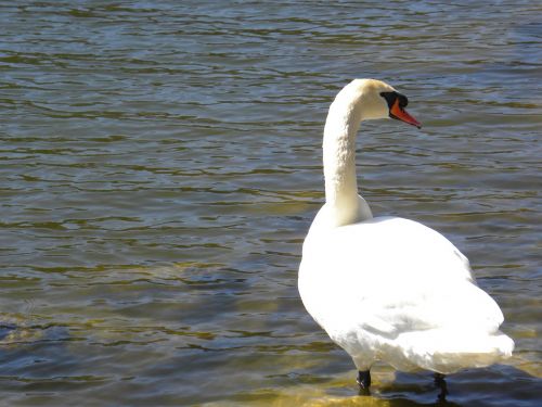 swan pond water