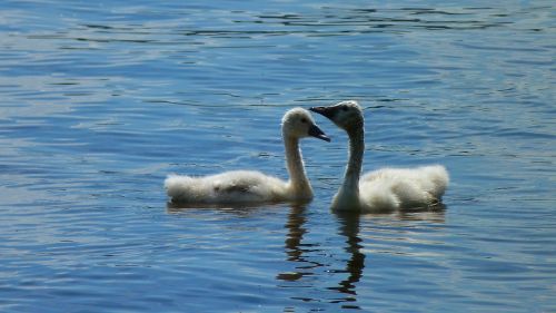 swan swans young swans