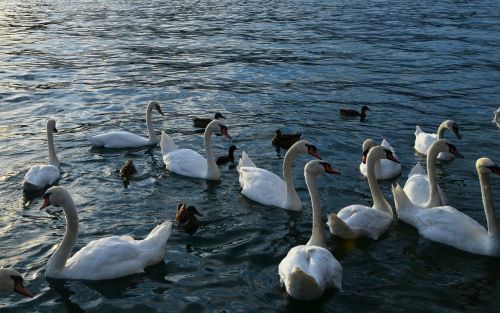 swan lake water