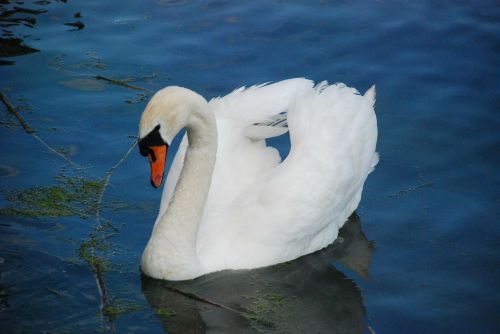 swan animal white