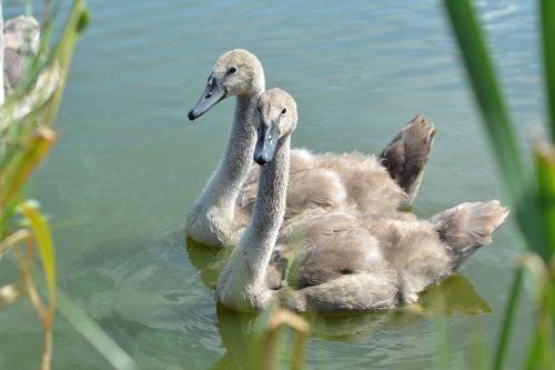 swan swans lake