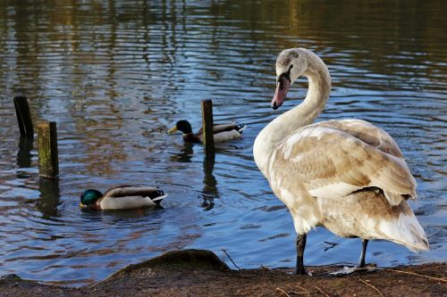 swan young cygnet