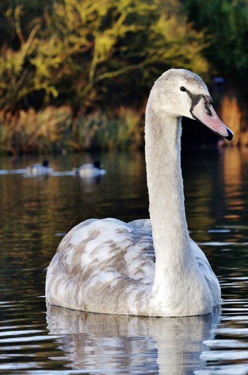 swan white nature
