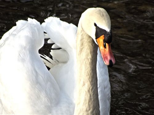 swan water bird swans