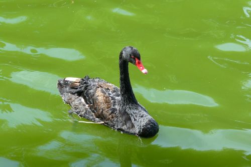 swan black birds