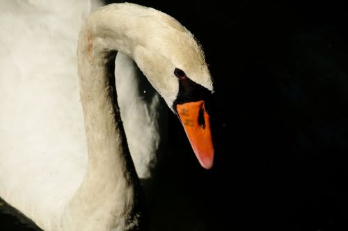 swan bird nature