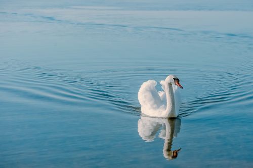 swan bird nature